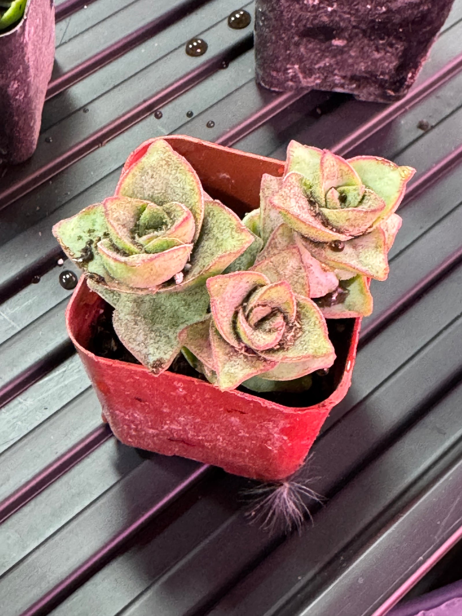 Ivory Towers (2 Inch) Succulent
