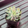 #2 Misc. (2 Inch) Succulent
