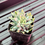 #2 Misc. (2 Inch) Succulent