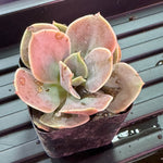 Misc. (2 Inch) Succulent