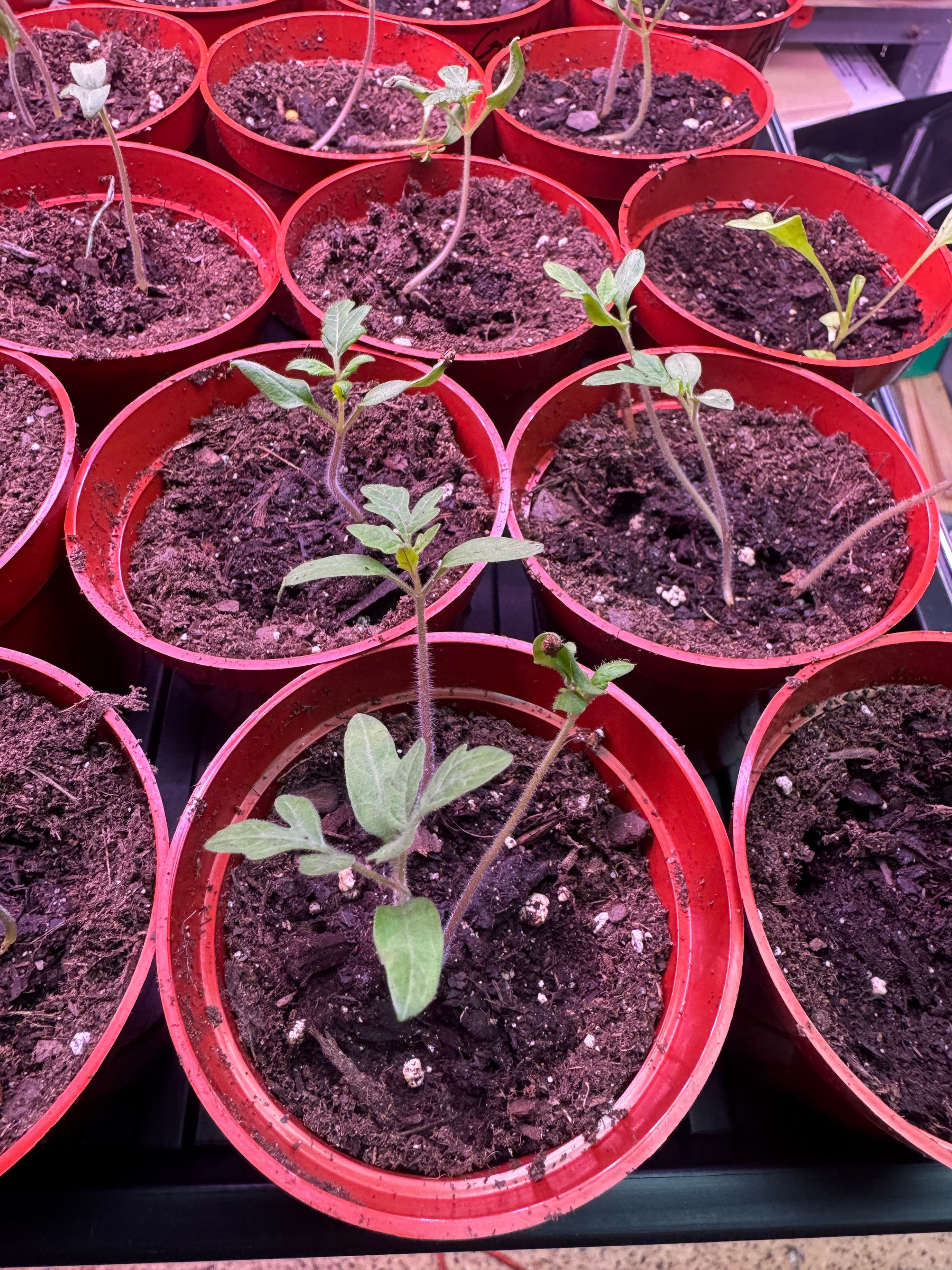 Oregon Spring Tomato Plant