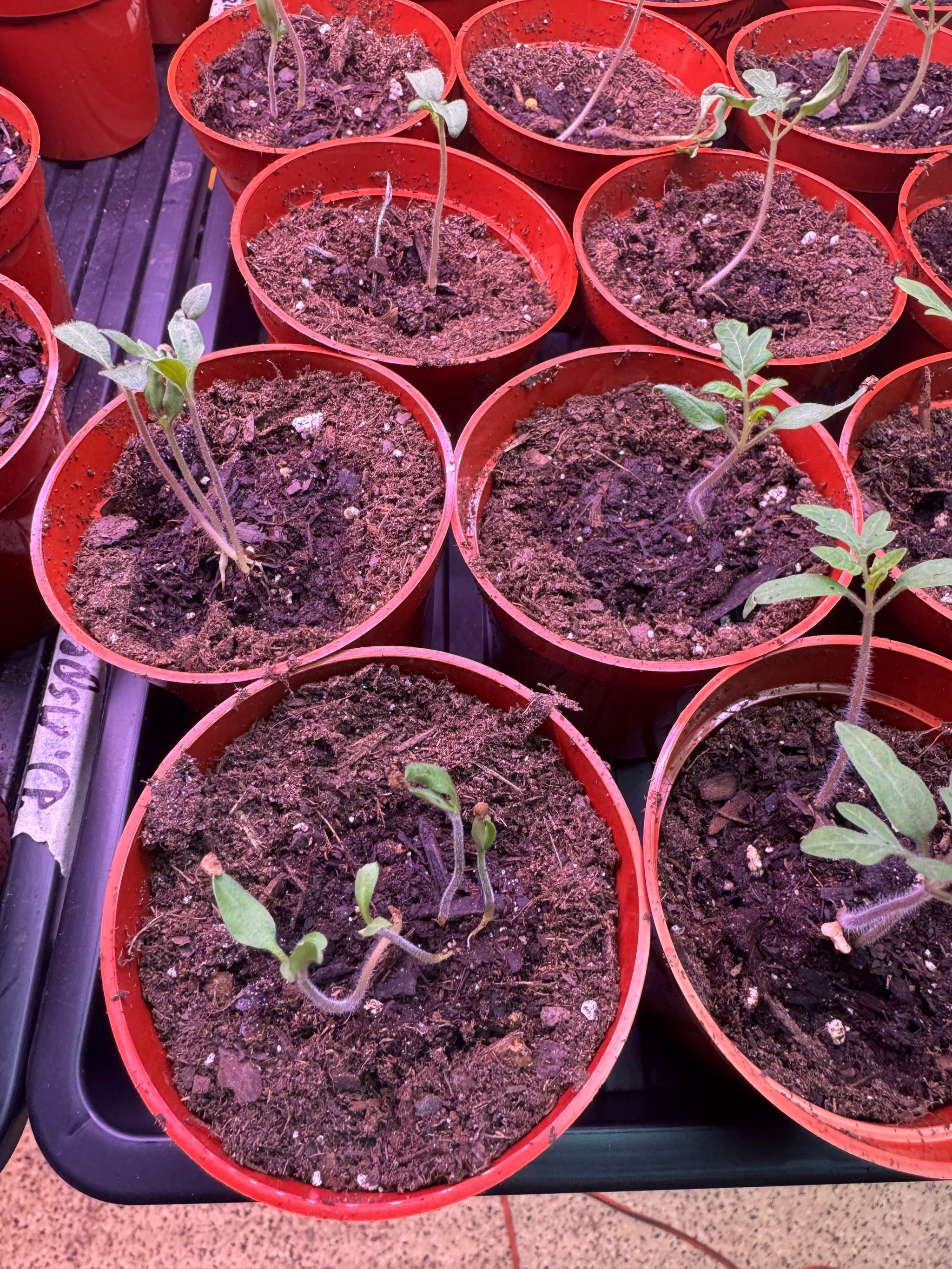 Oregon Spring Tomato Plant