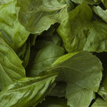 Fresh Basil Leaves