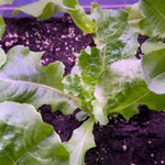 Buttercrunch Lettuce Seedlings