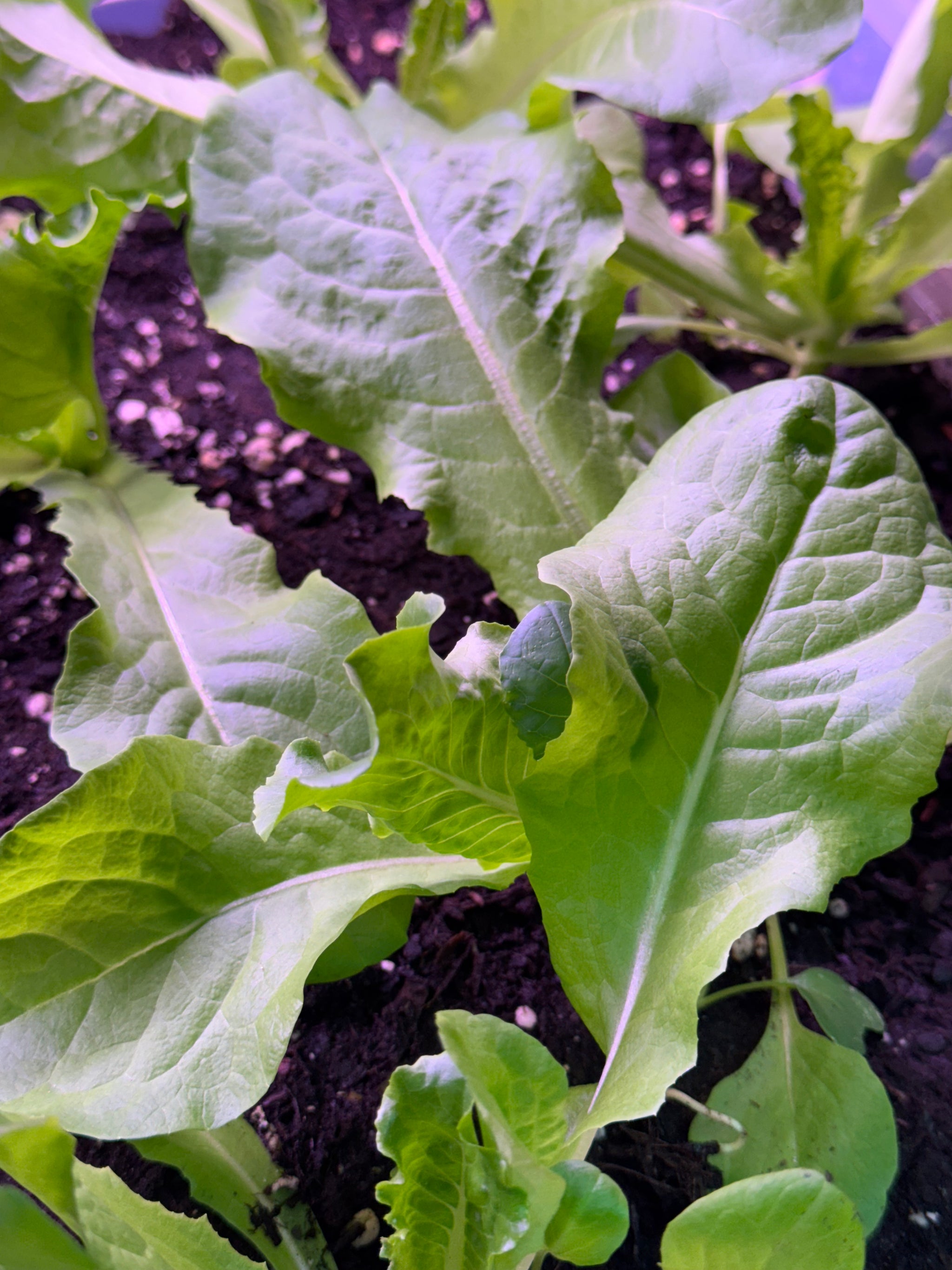 Buttercrunch Lettuce Seedlings