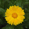 Calendula Plant