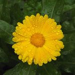 Calendula Plant