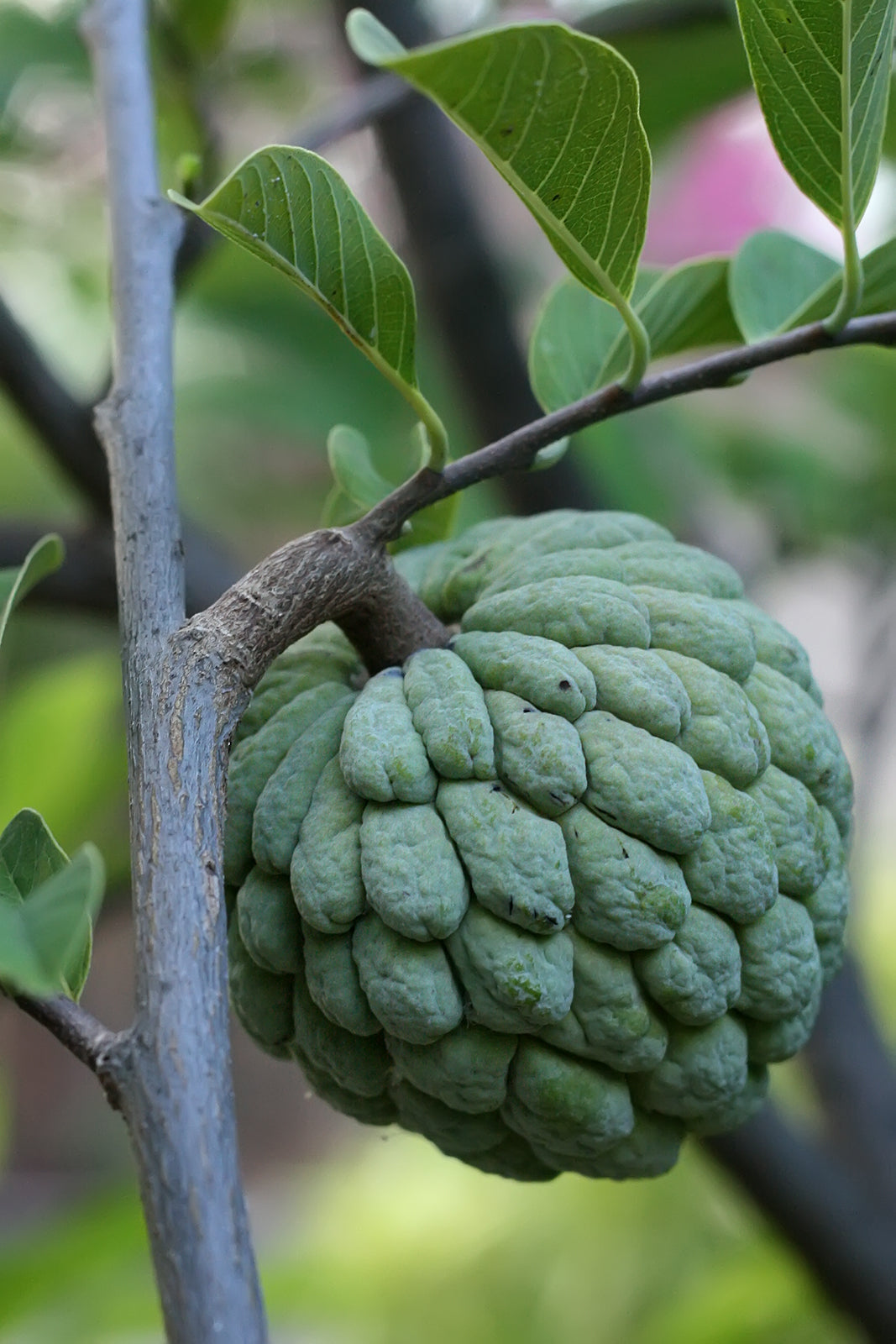Anon / Sugar Apple