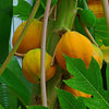 Papaya Plants