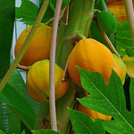 Papaya Plants