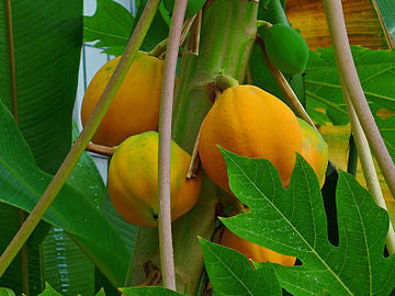 Papaya Plants