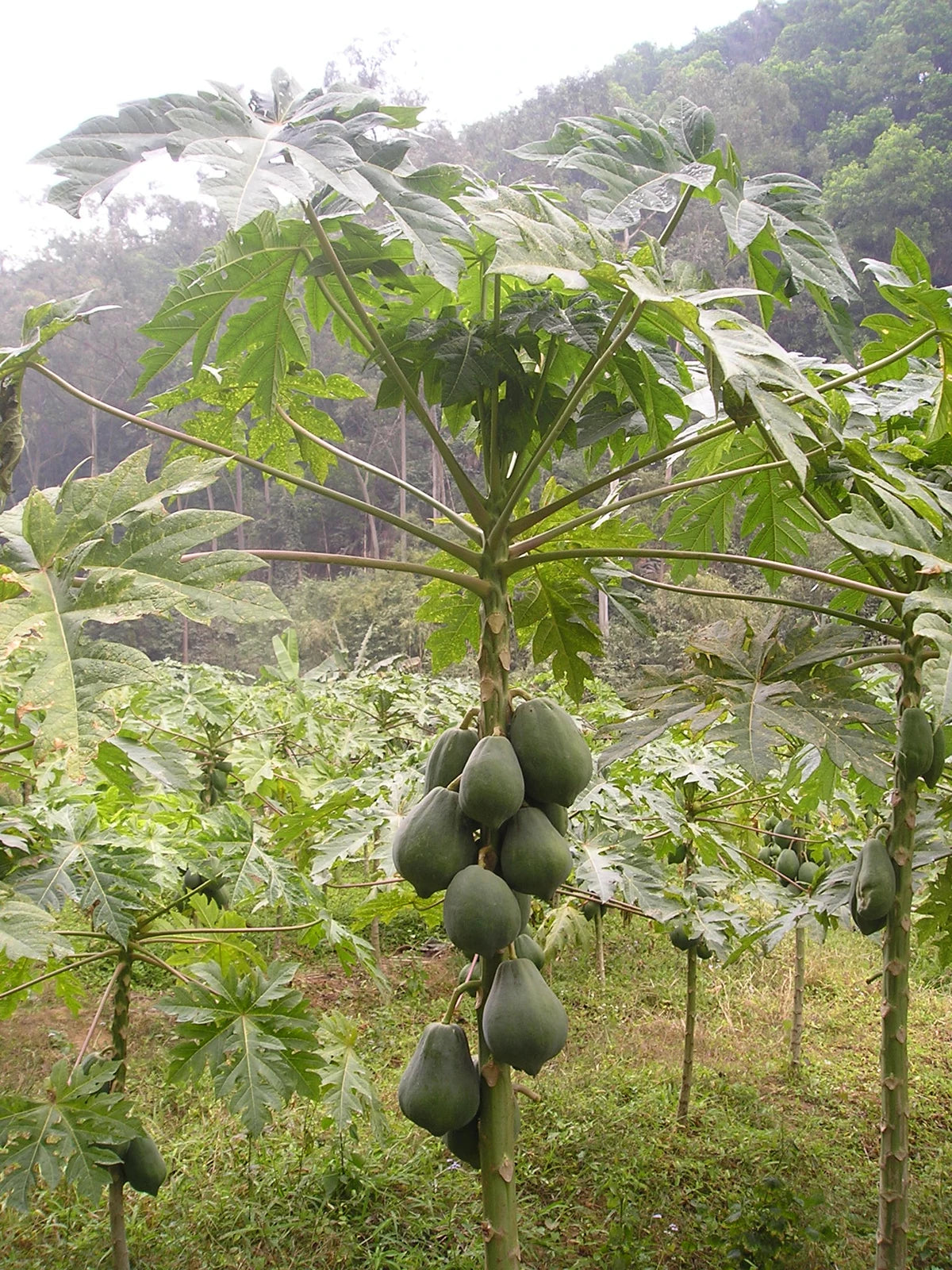 Papaya Plants
