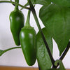 Jalapeño Plant