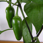 Jalapeño Plant