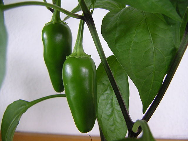 Jalapeño Plant