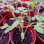 Oregon Spring Tomato Plant