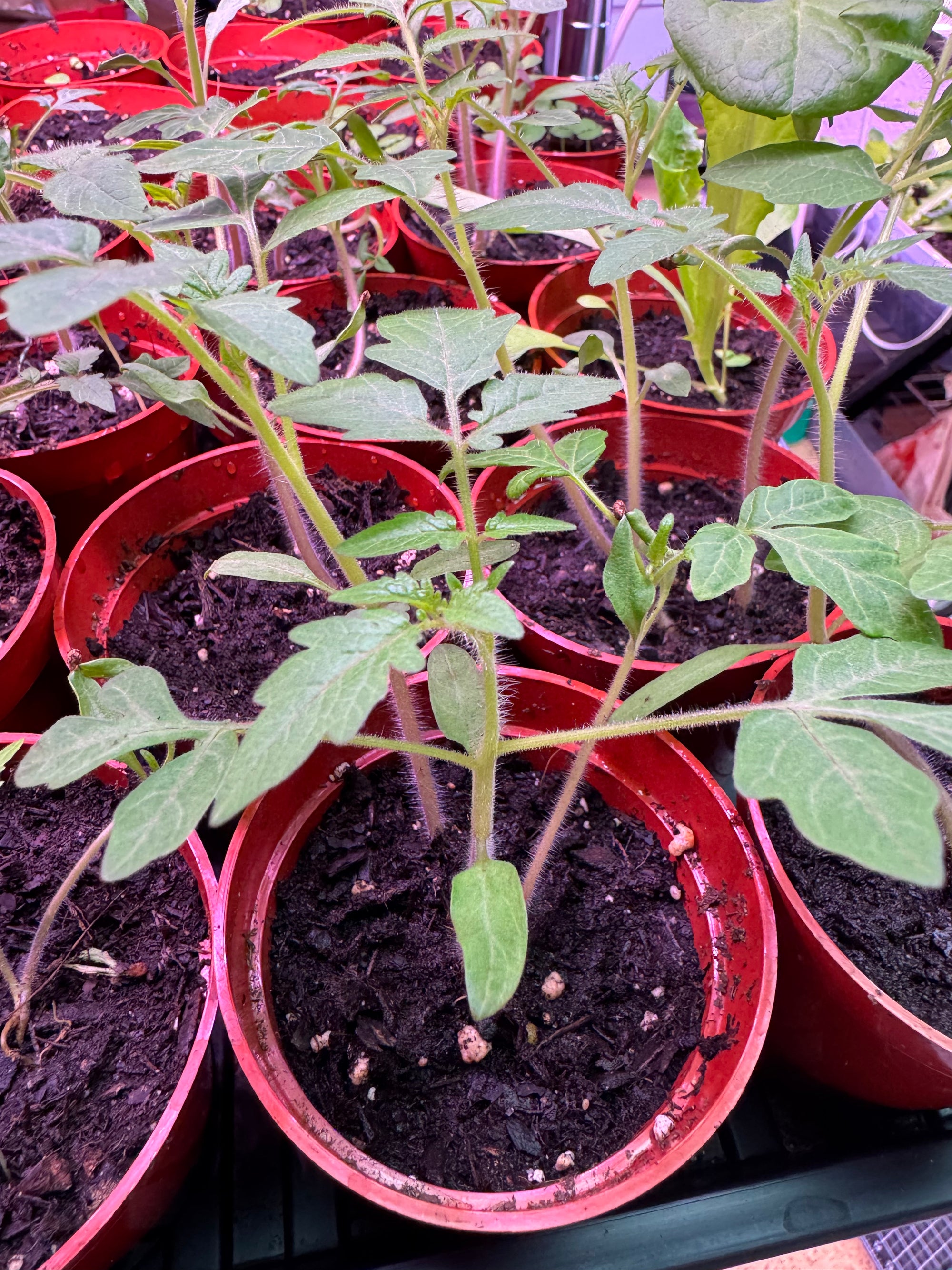 Oregon Spring Tomato Plant