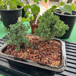 Juniper Bonsai