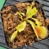 Venus Fly Traps (Big Mouth)