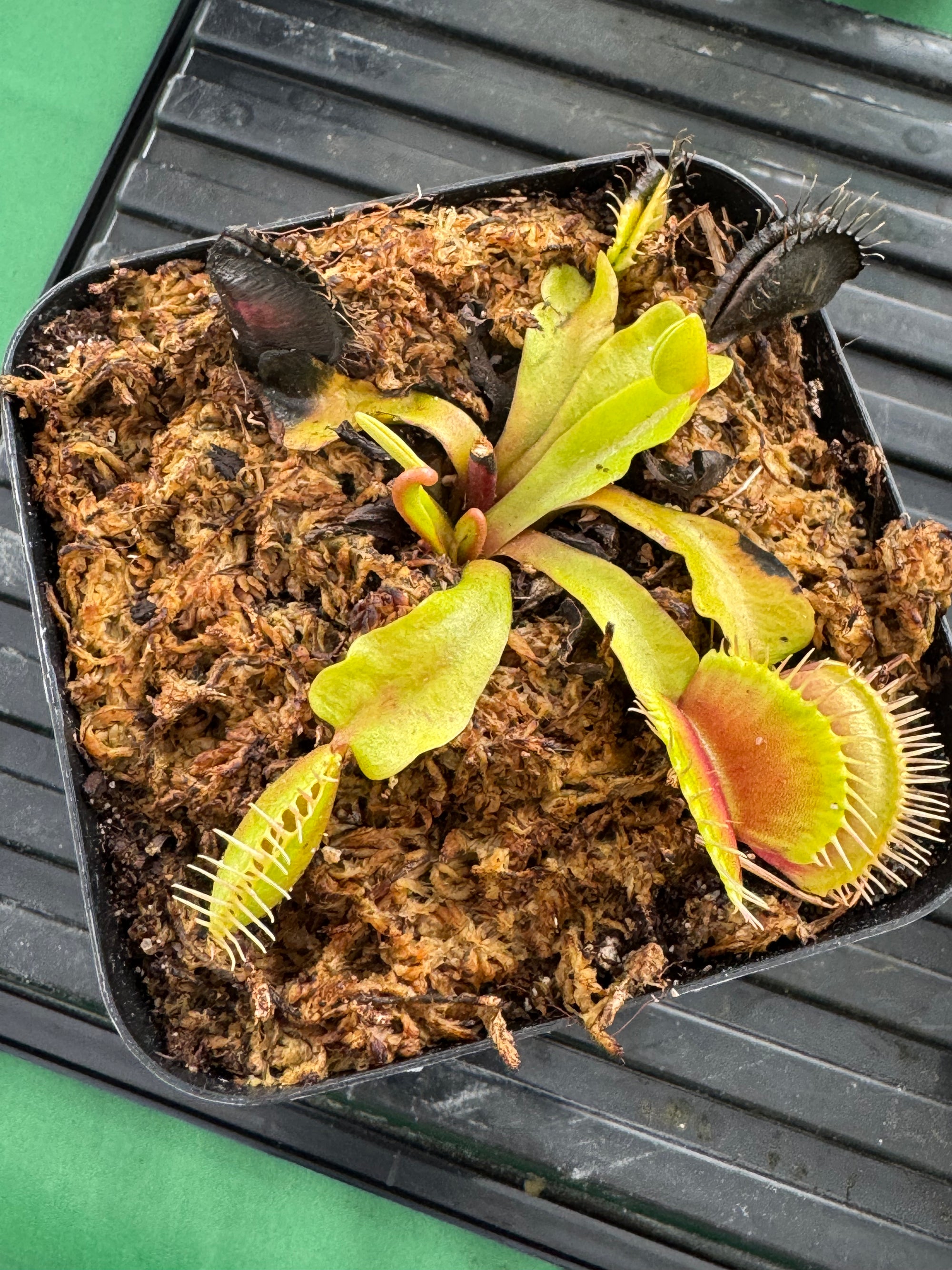 Venus Fly Traps (Big Mouth)