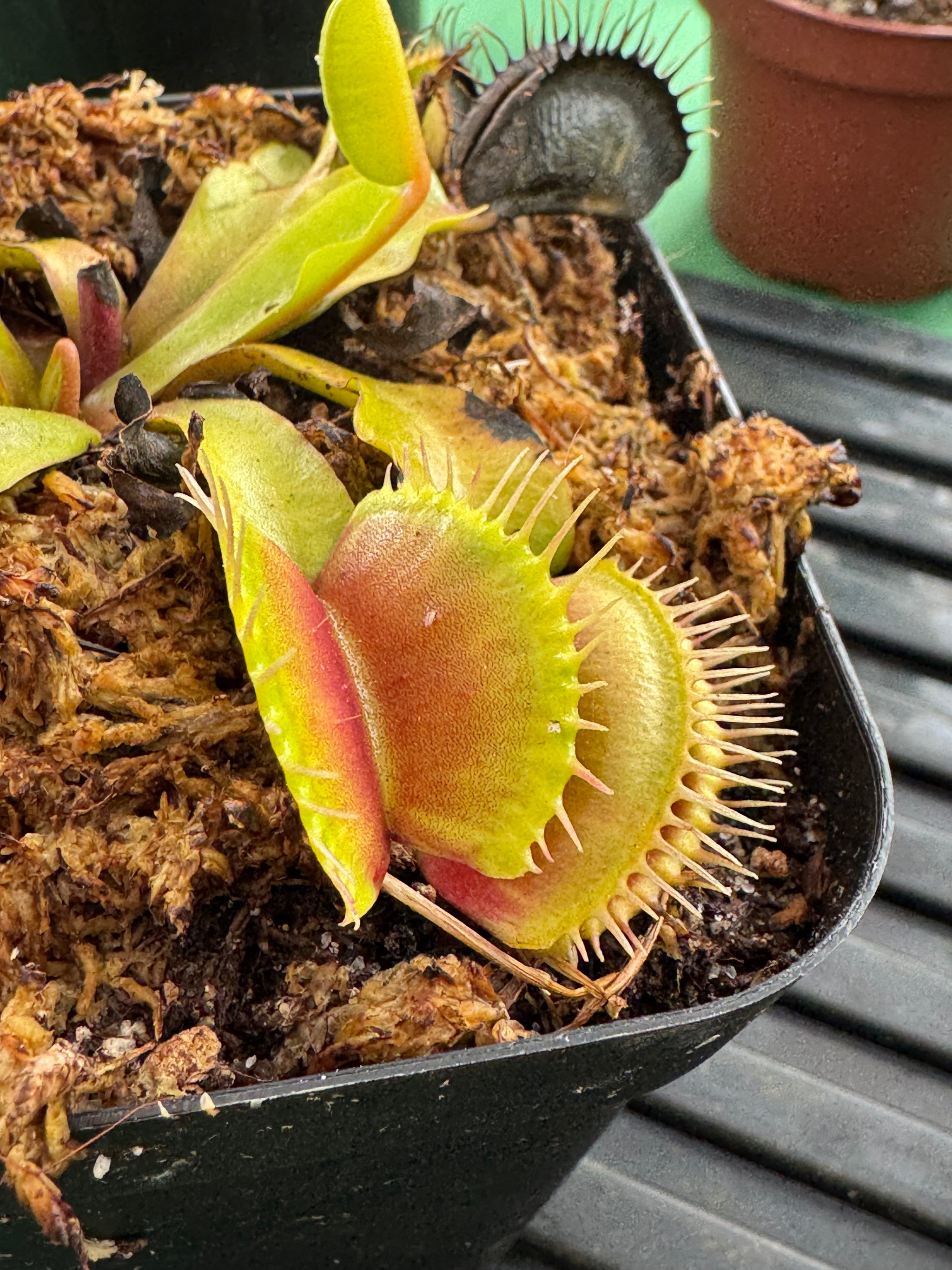 Venus Fly Traps (Big Mouth)