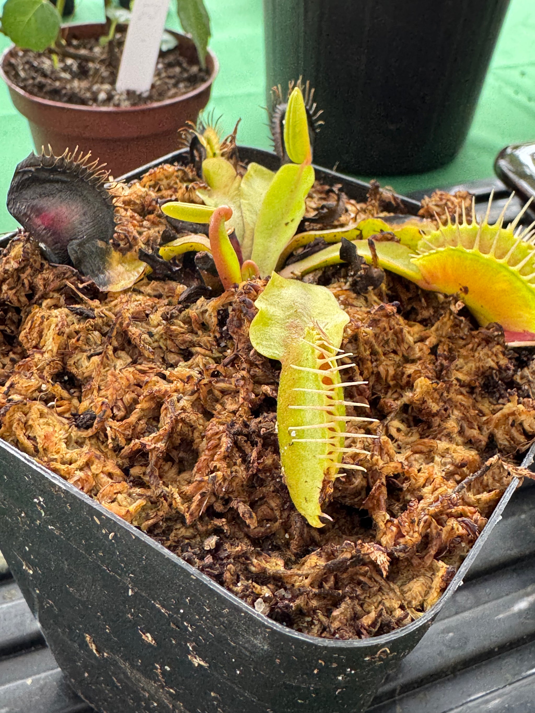 Venus Fly Traps (Big Mouth)