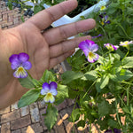 Violas Edible Flower Pack