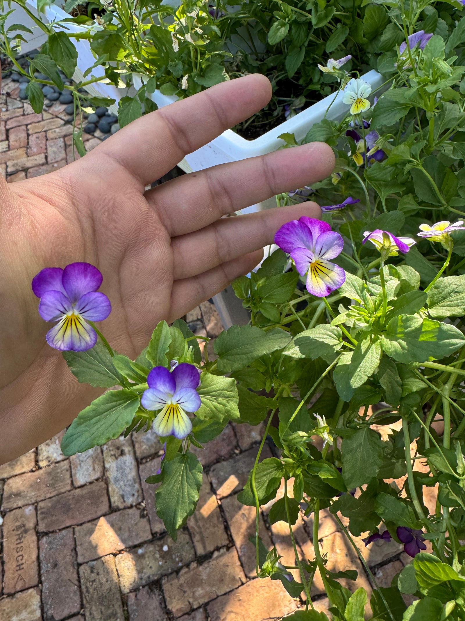 Violas Edible Flower Pack