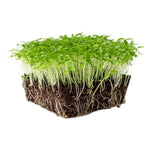 Parsley Microgreens 1oz