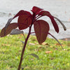 Red Rubin Basil Plant