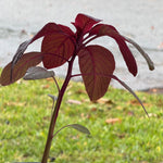 Red Rubin Basil Plant