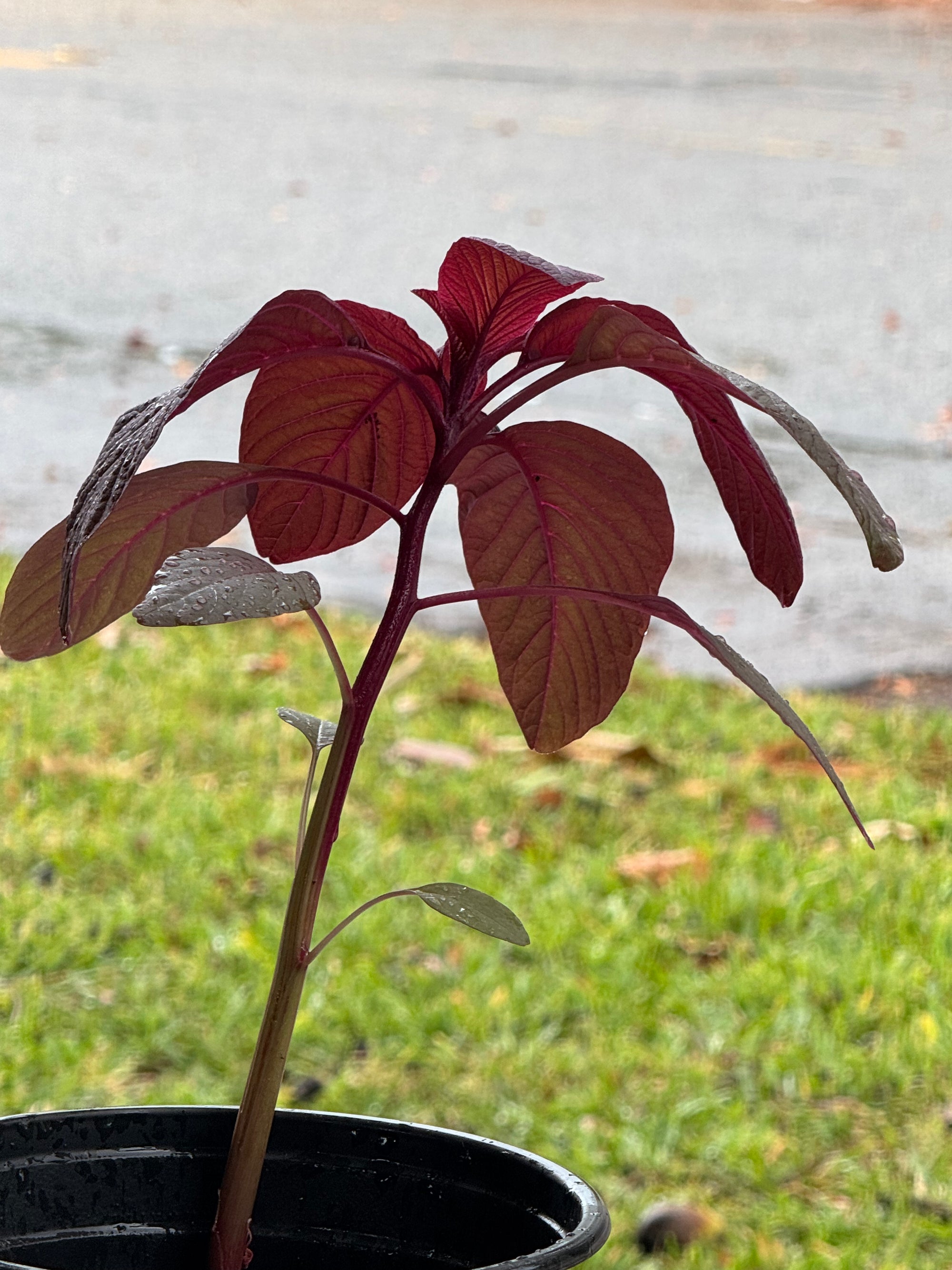 Red Rubin Basil Plant