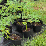 Moringa Oleifera Plant - Drumstick Tree