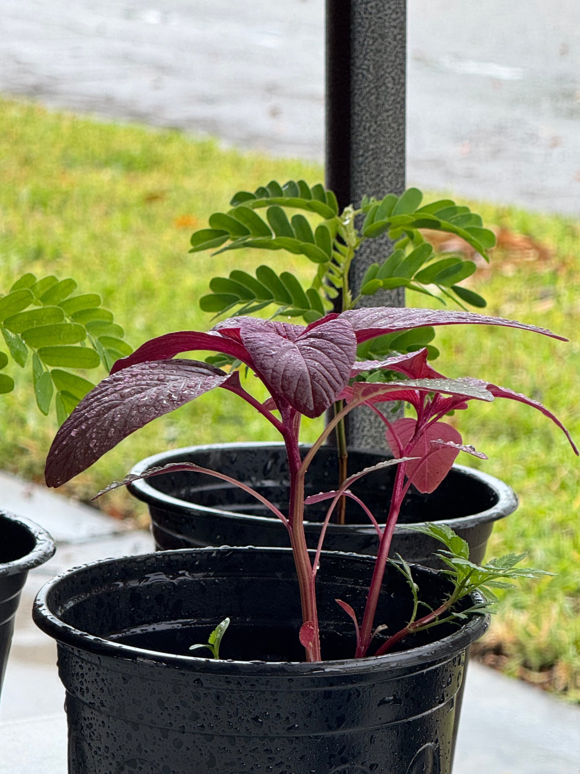 Red Rubin Basil Plant
