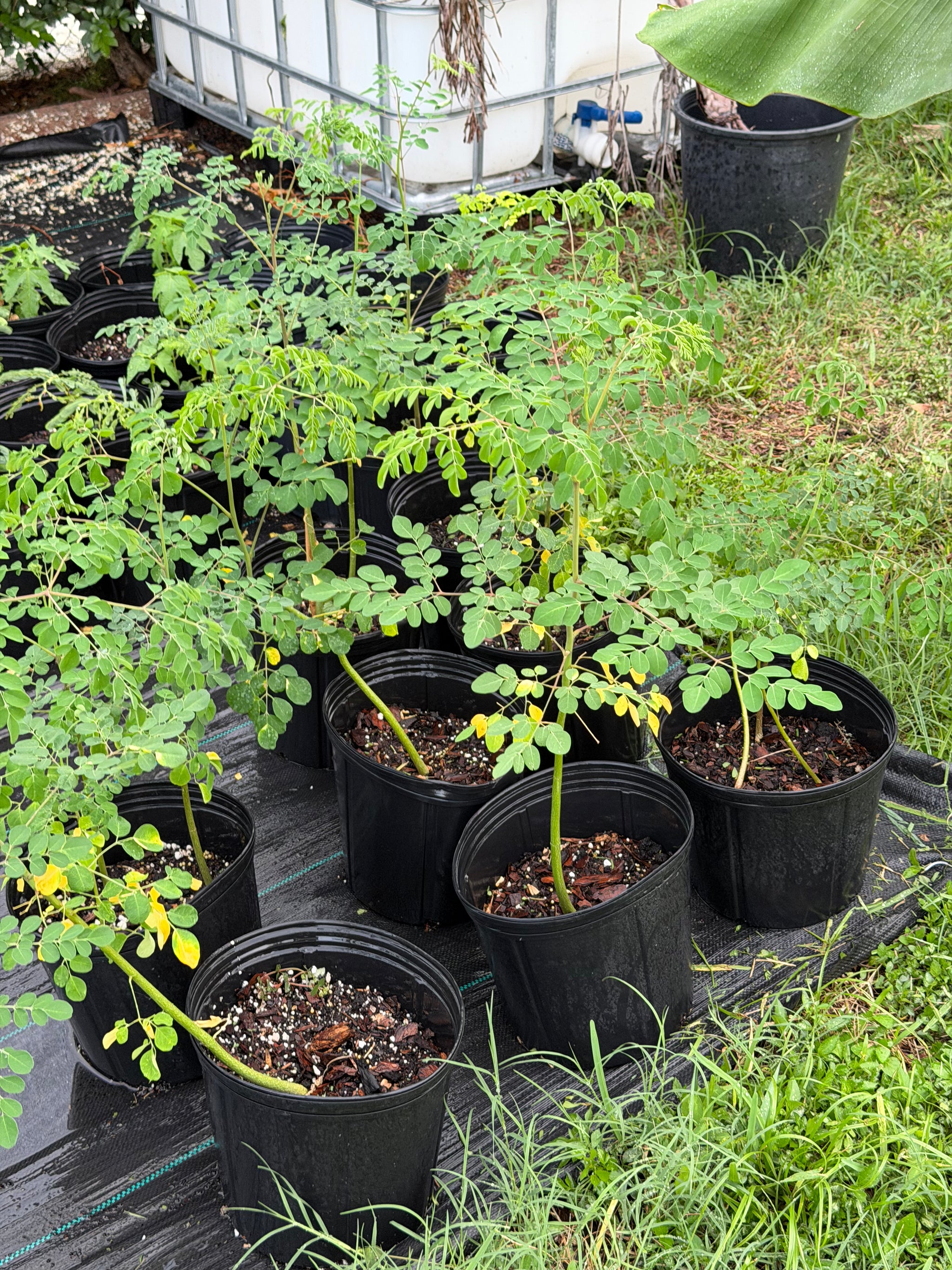 Moringa Oleifera Plant - Drumstick Tree