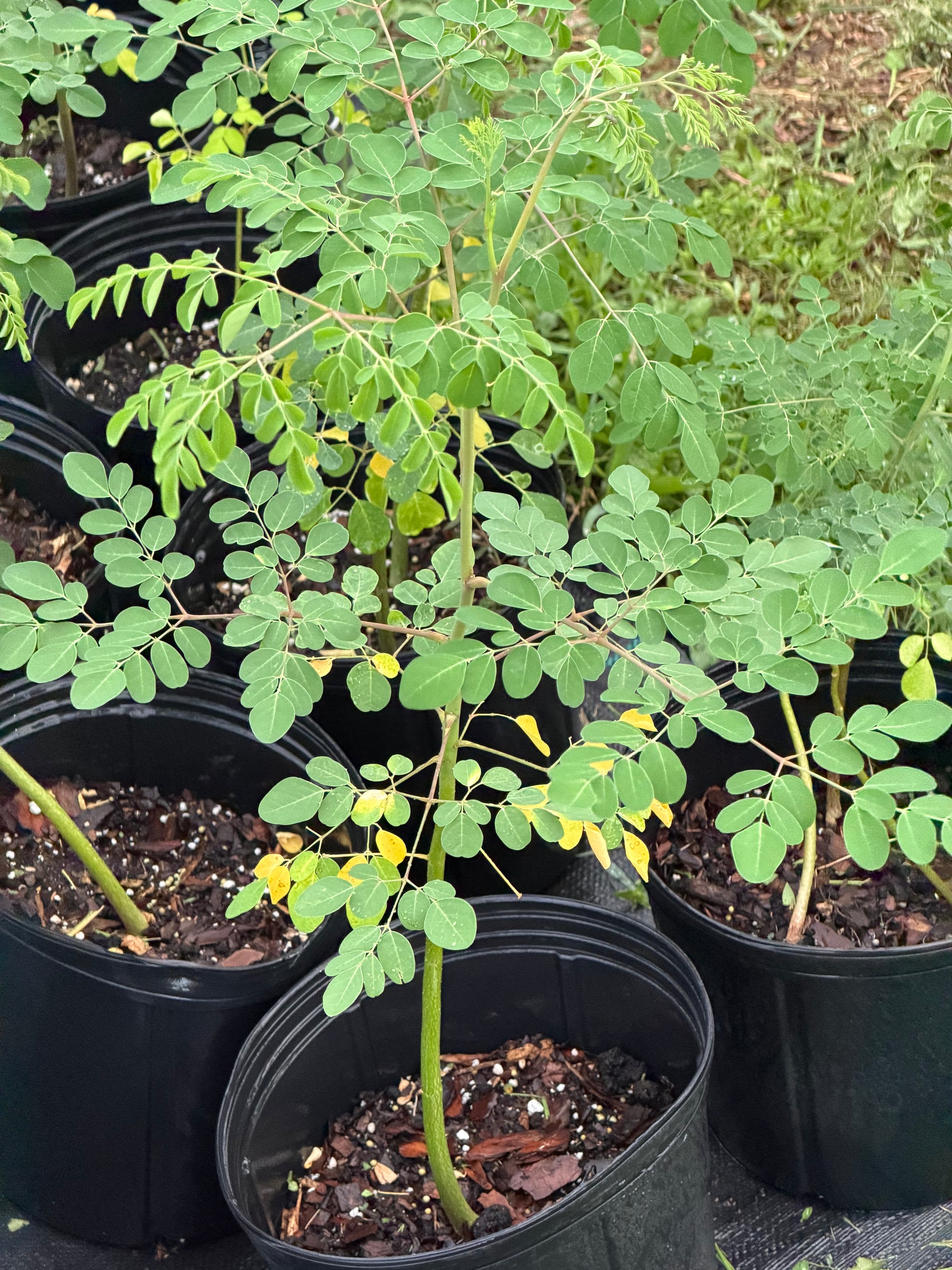 Moringa Oleifera Plant - Drumstick Tree