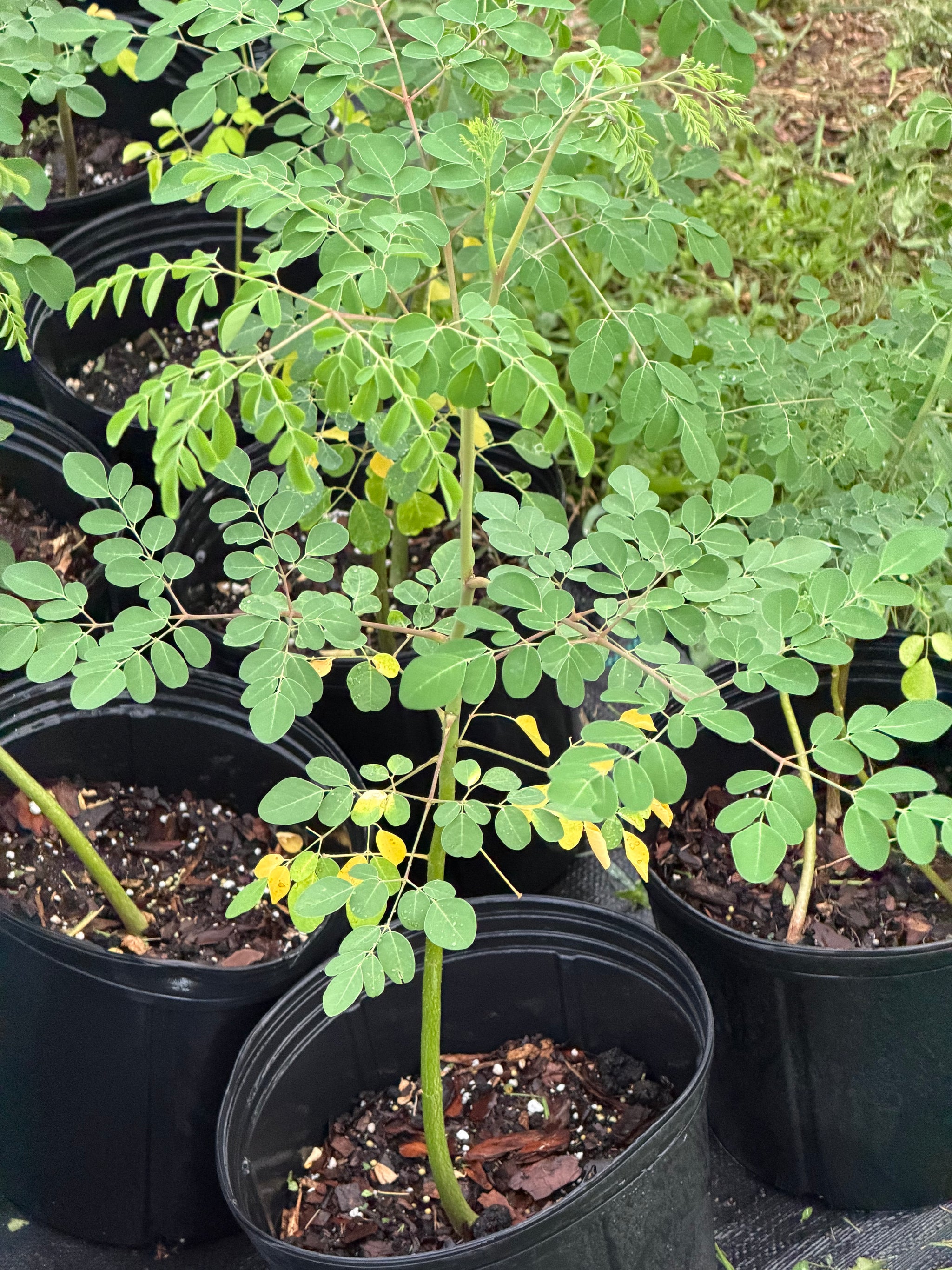 Moringa Oleifera Plant - Drumstick Tree