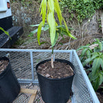 Tommy Atkins Grafted 12+ Inchers Plant (Copy)