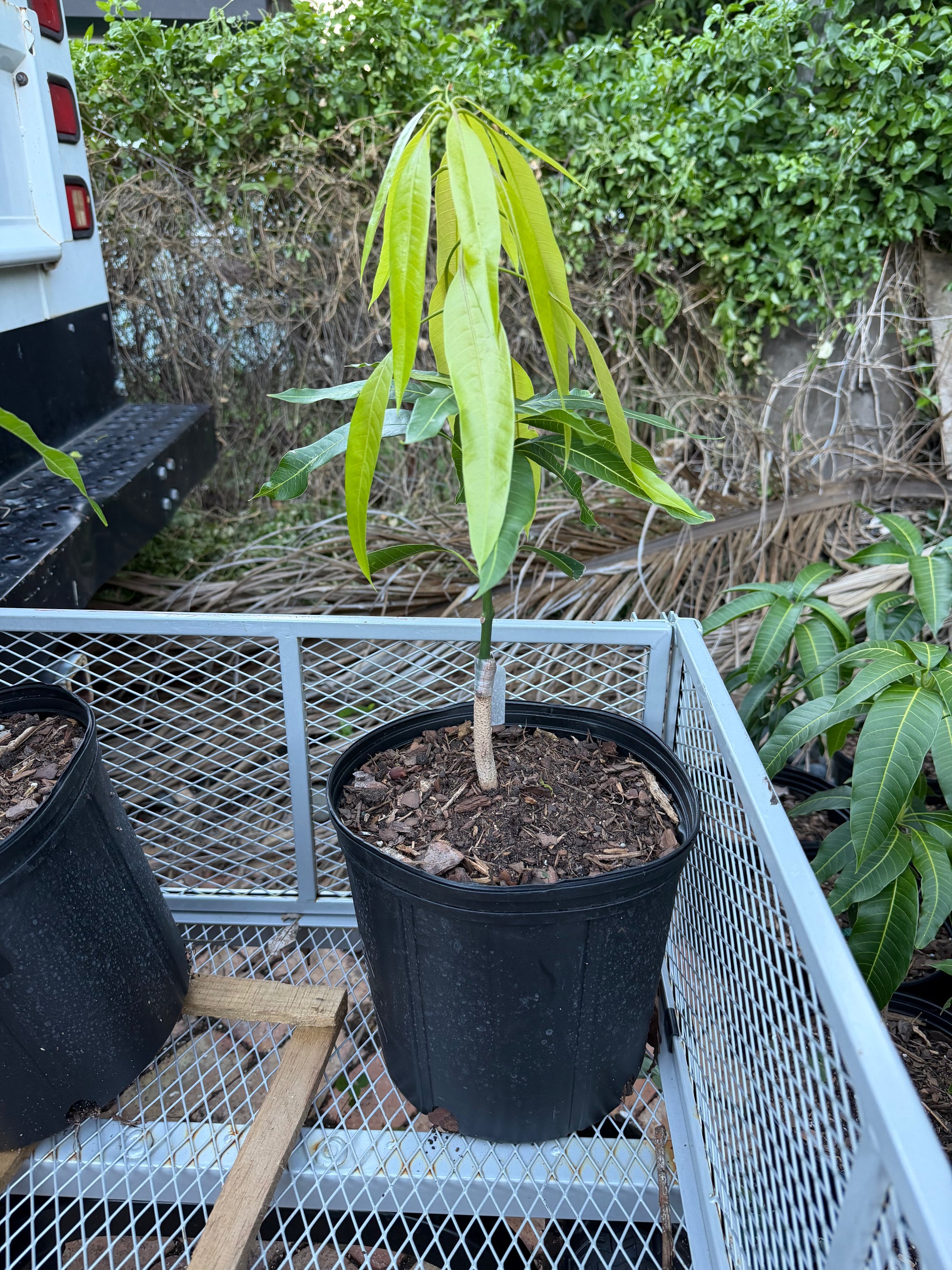 Tommy Atkins Grafted 12+ Inchers Plant (Copy)