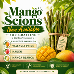 Mango Tree Scions (Pick Species)