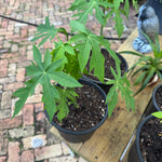 Dwarf Papaya Plants