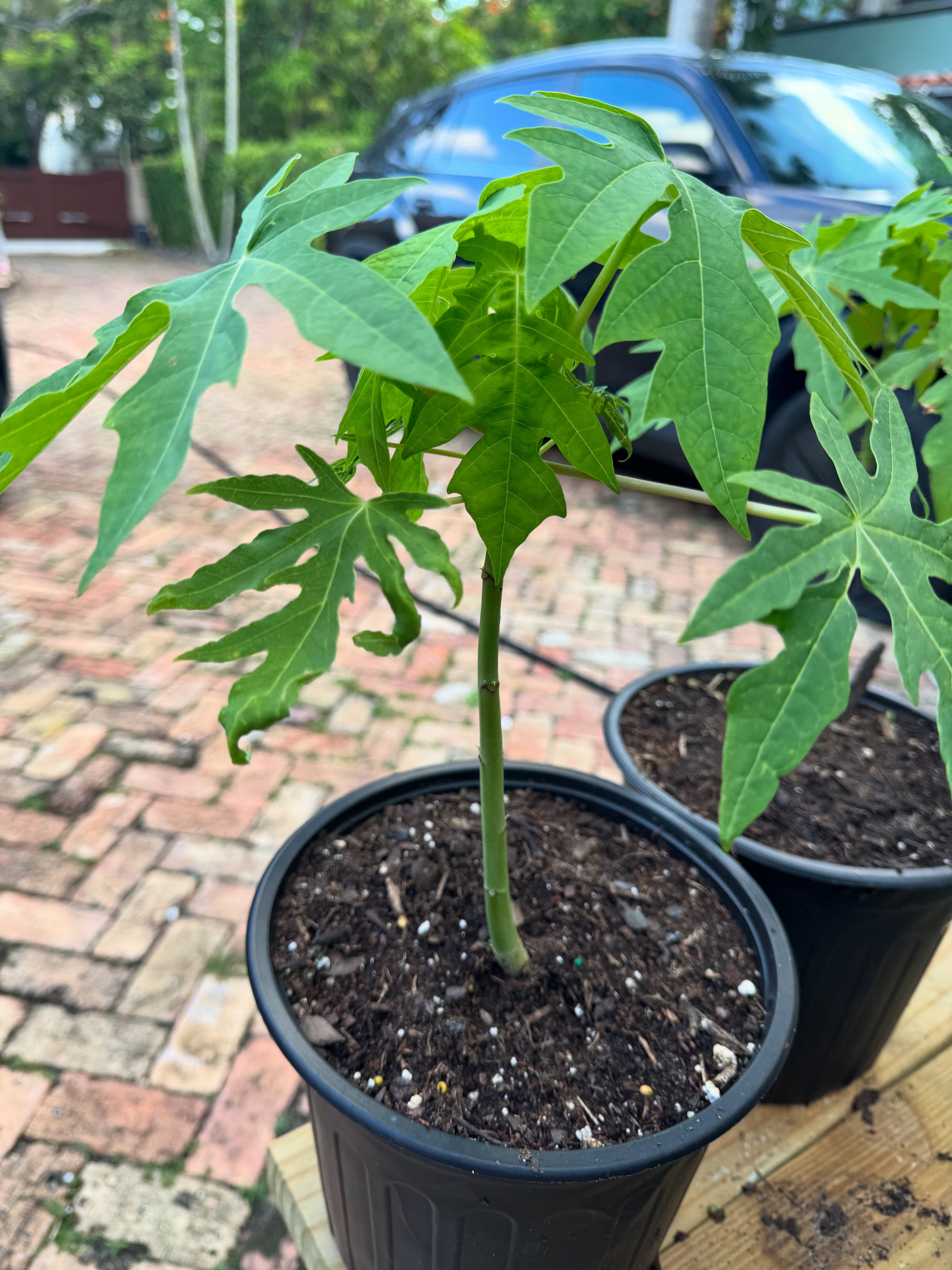 Dwarf Papaya Plants