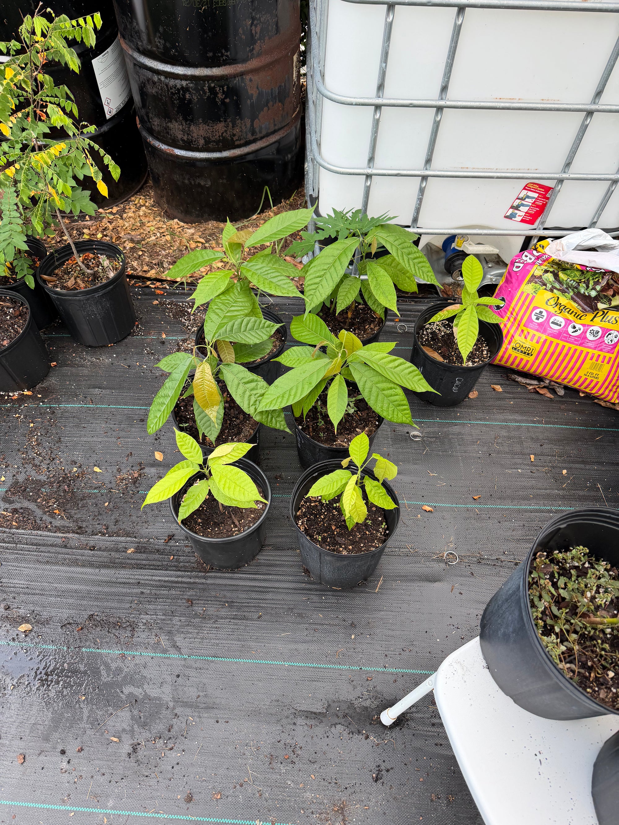 Trinitarian Cacao Plant