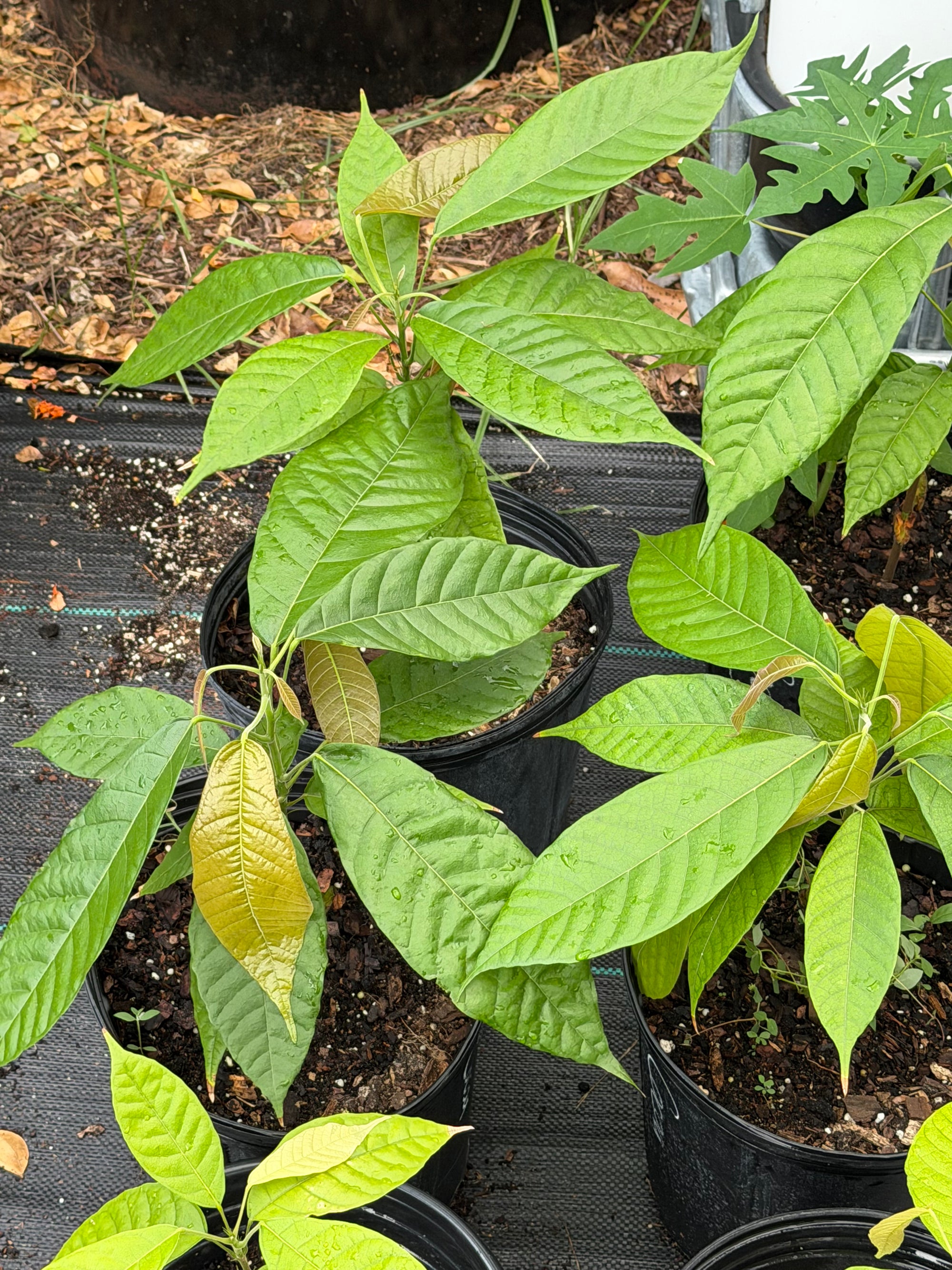 Trinitarian Cacao Plant