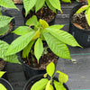 Trinitarian Cacao Plant