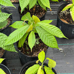 Trinitarian Cacao Plant