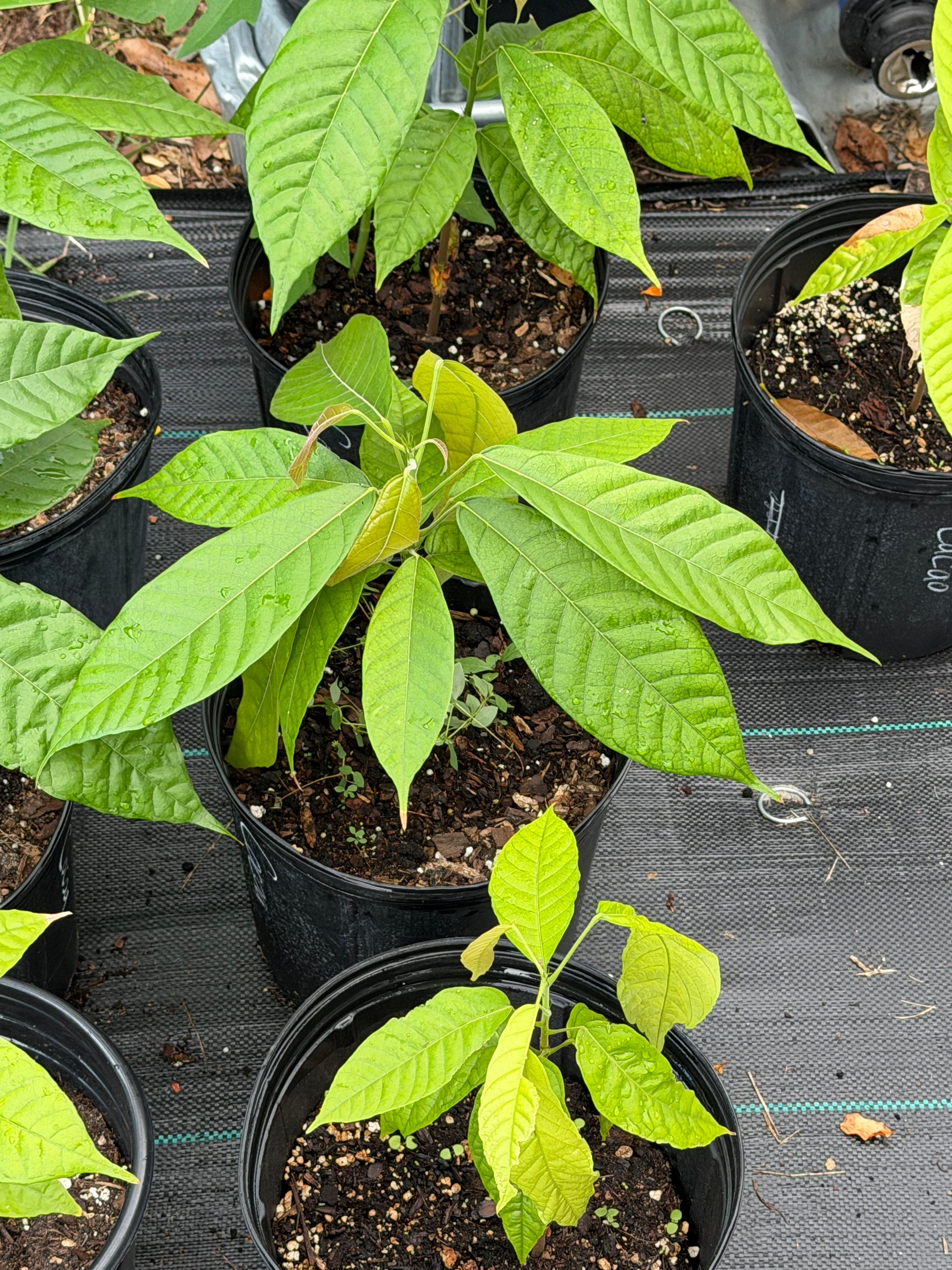 Trinitarian Cacao Plant