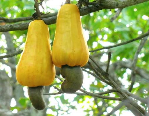 Cashew Seeds For Planting