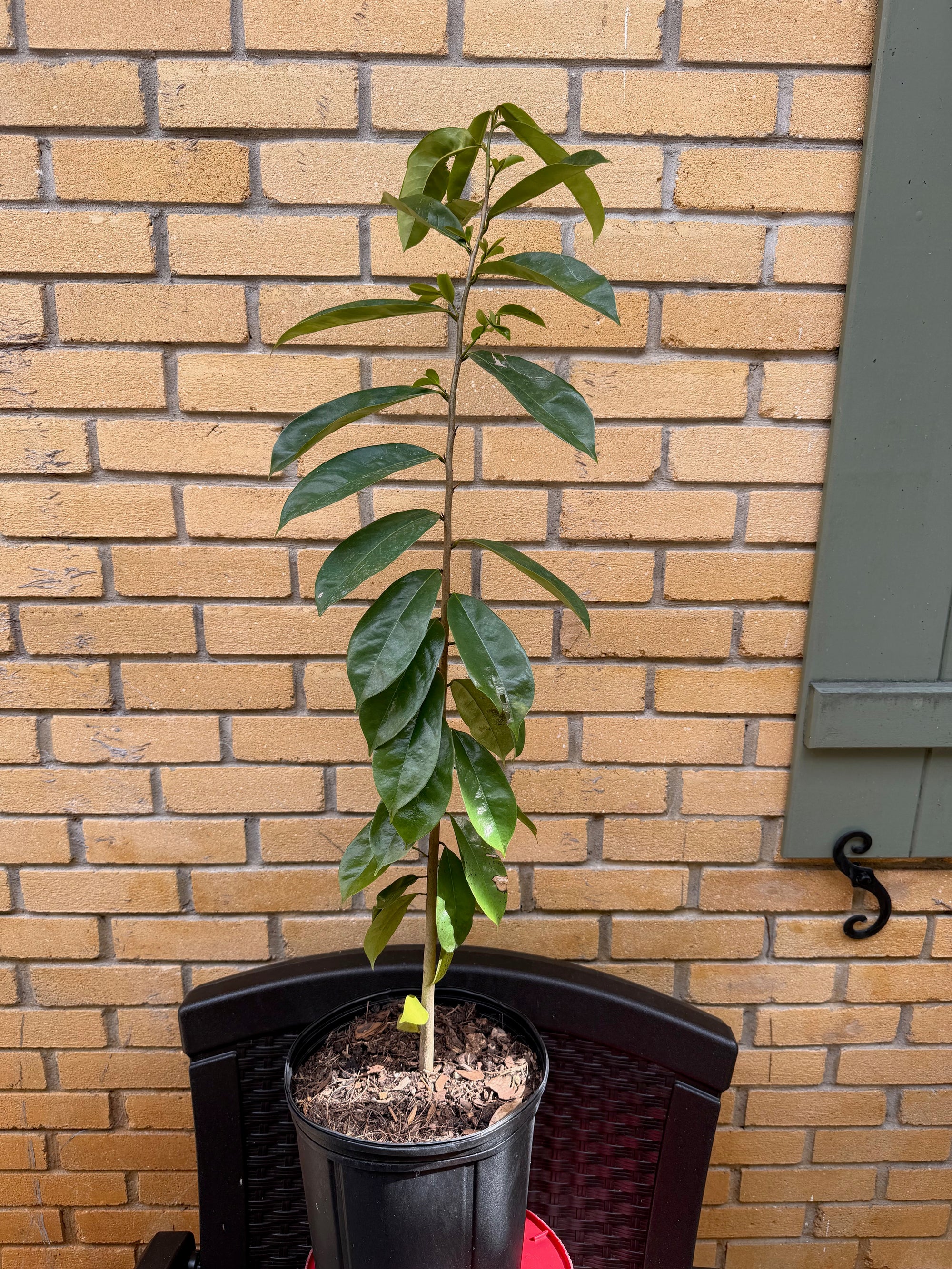 Soursop / Guanabana Plant 24+ Inch Sour Sop
