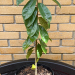 Classic Miami Yard Bundle